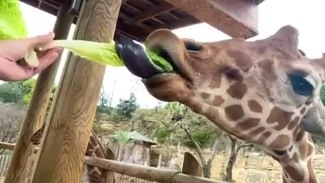 Lunch time with Brayden The Girrafe