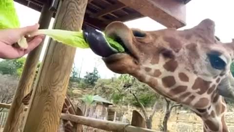 Lunch time with Brayden The Girrafe