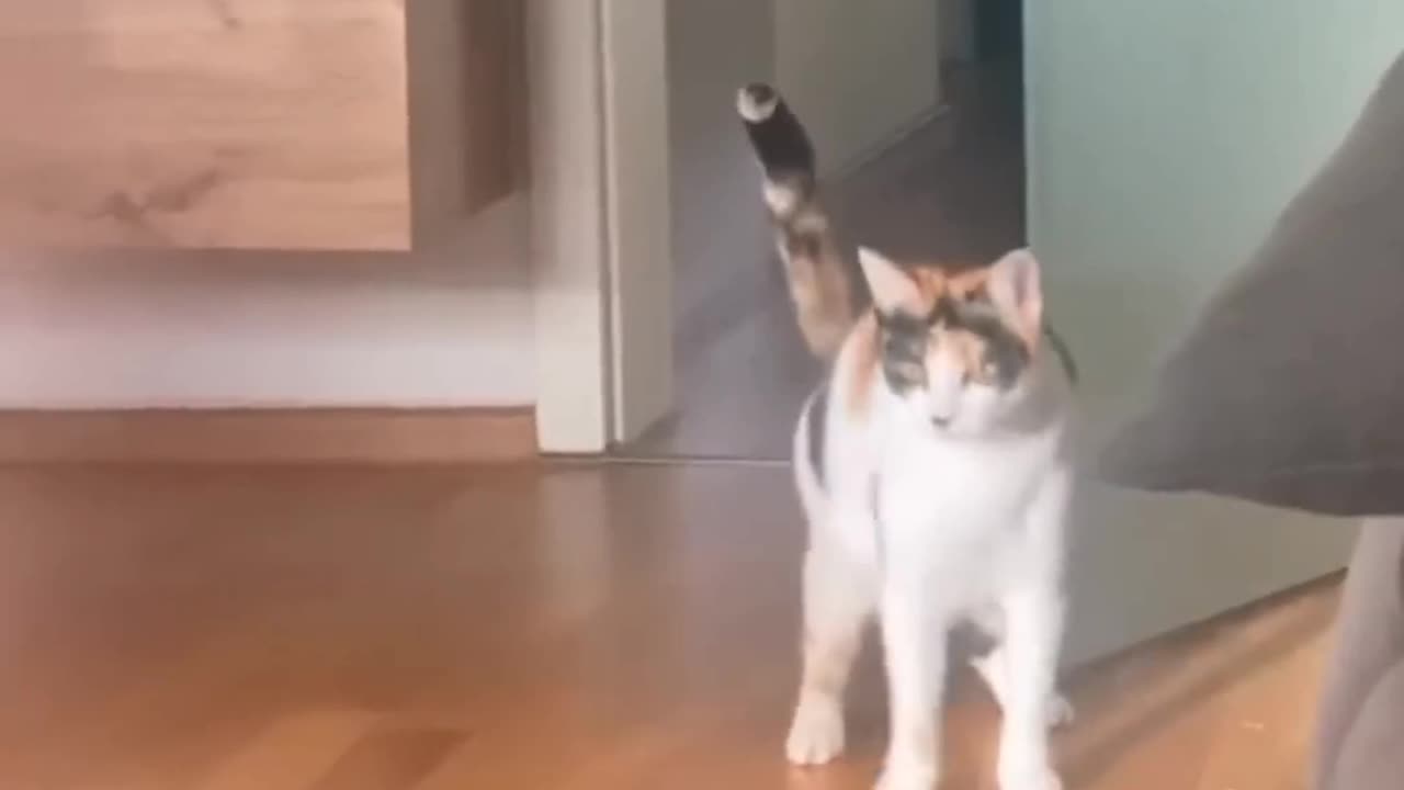 crazy and funny cat