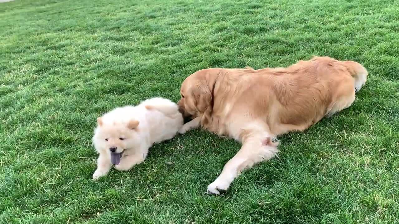 Golden Retriever Meets Chow Chow Puppies for the First Time