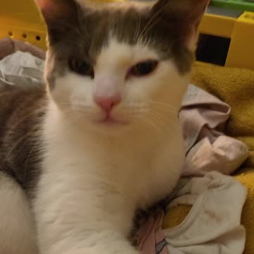 Wolf and peanut sleep time