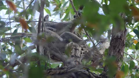 Koala's House