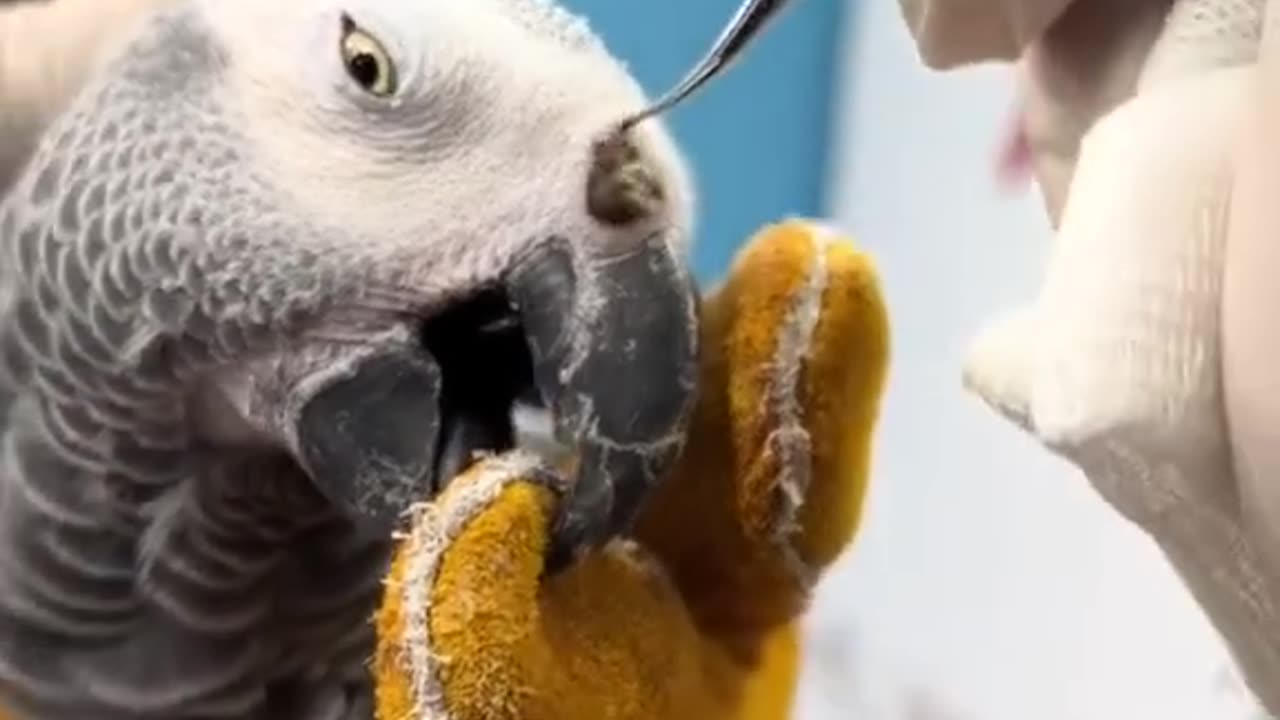 Saving a parrot