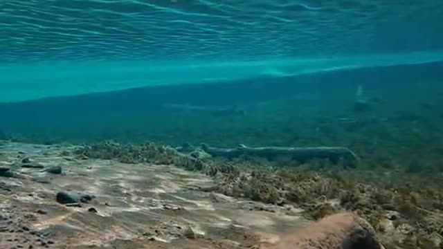 Snowy mountains and underwater worlds