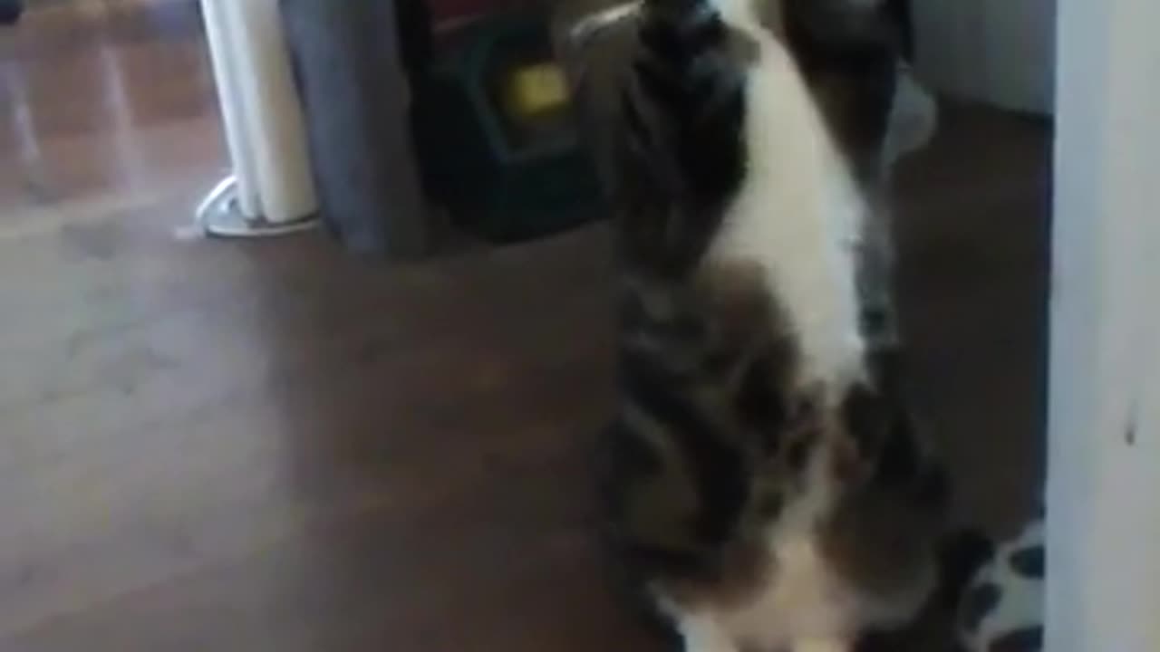 Youtube illegally changed my content to a format I despise