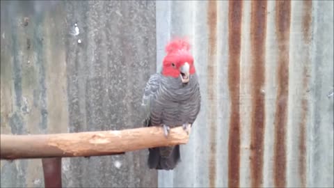 Pink and Grey Galah