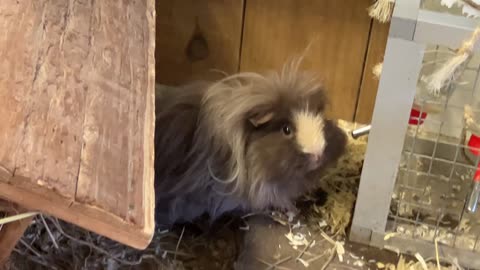 Funny cute rabbits that looks like a dog chilling and eating a meal.