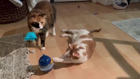 Tried A 5&Below Cat Toy and My Cats Are OBSESSED | CatManJohn