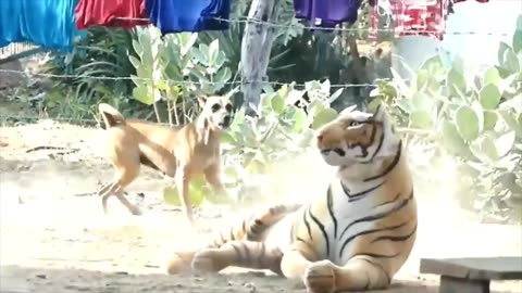 Troll Prank Dog Funny & fake Lion and Fake Tiger Prank To dog & Huge Box Prank to dog