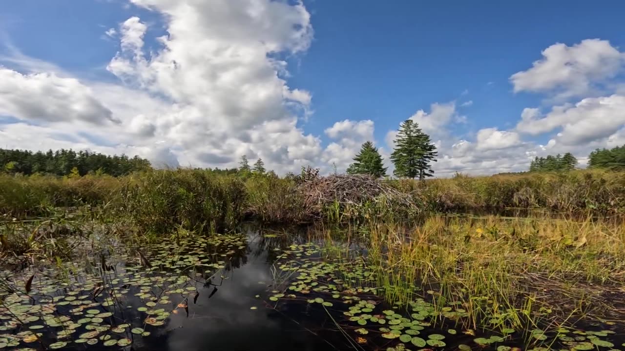 Beaver Lodge
