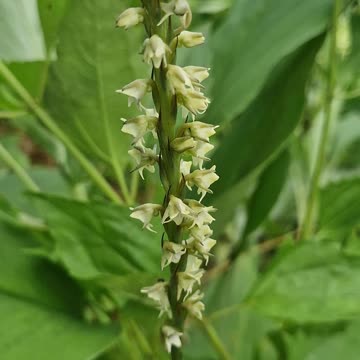 Wild Musk Orchid found at the farm! Nature is amazing