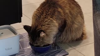 Handsome Maine Coon Cat Drinks From His Paws