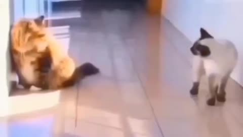 Animals_funy/A cat that is sick🤣🤣💥