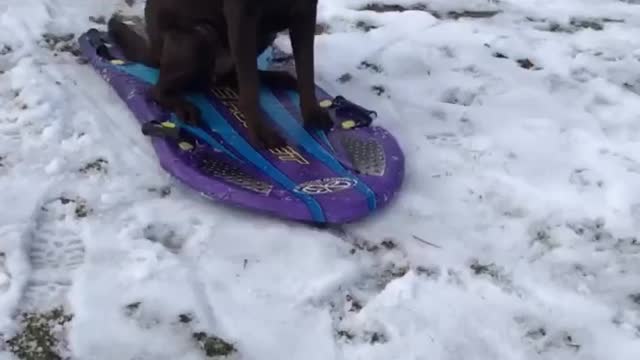 Dog skating with full attitude.