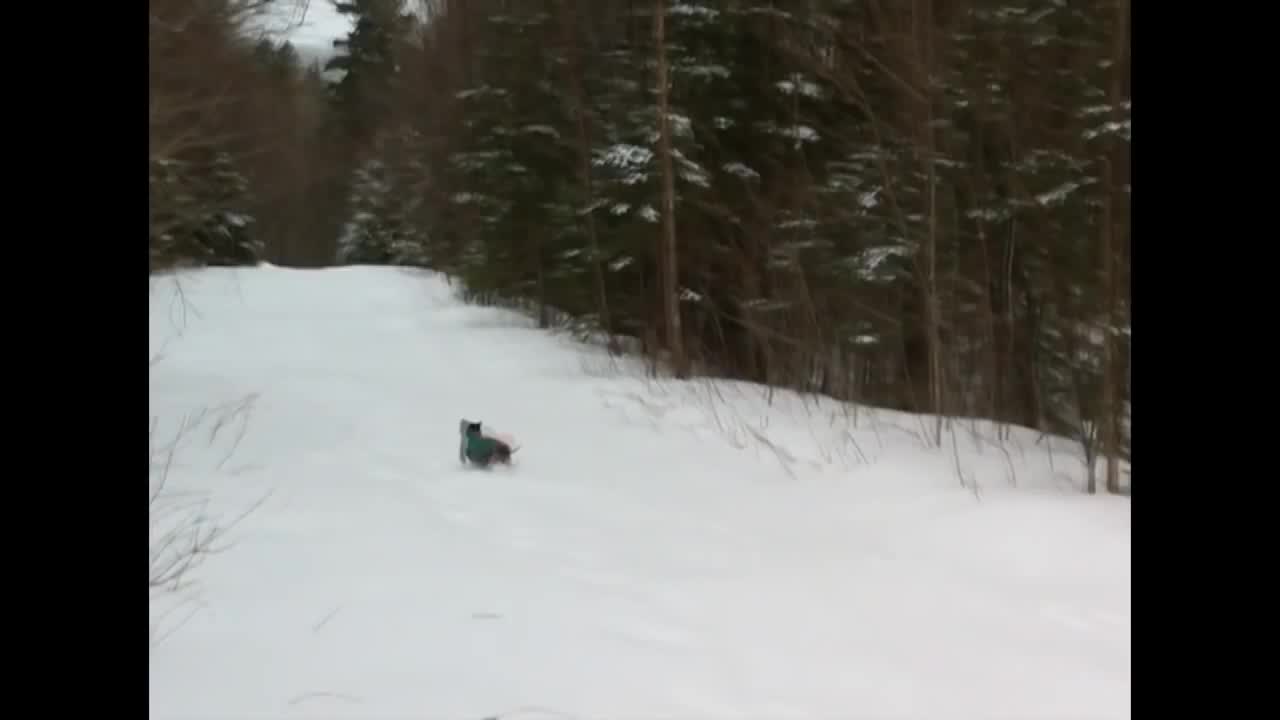 Dachshund Loves Snowballs!