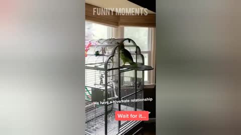 Smart And Funny Parrots - Parrot Talking Videos _Funny Moments