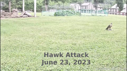 Hawk Attacks Dove