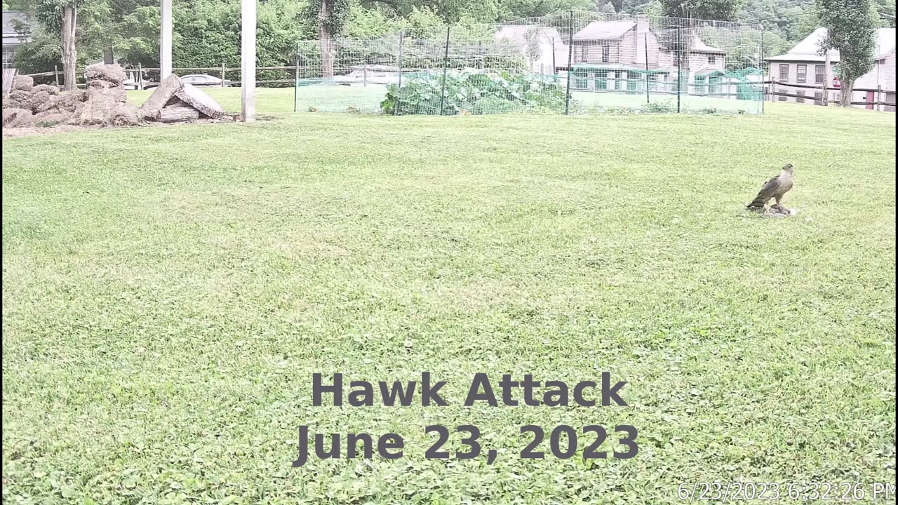 Hawk Attacks Dove