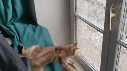 funny cats