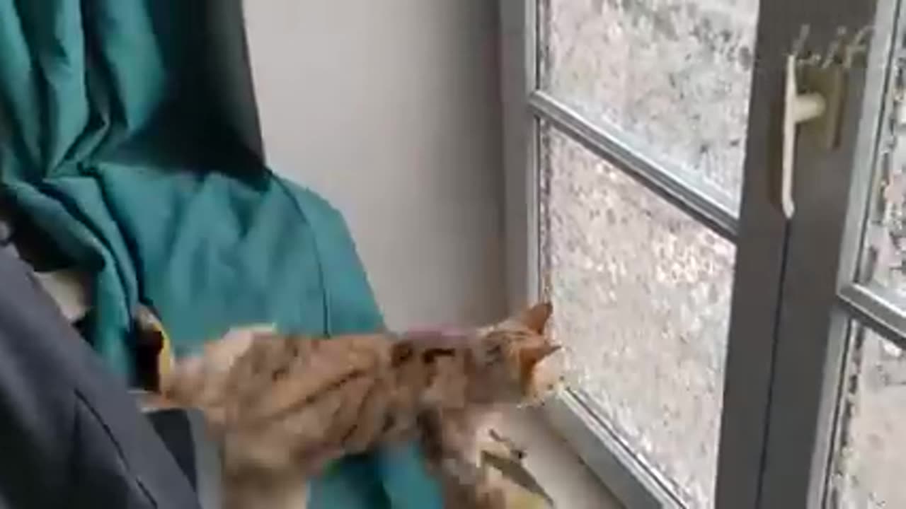 funny cats