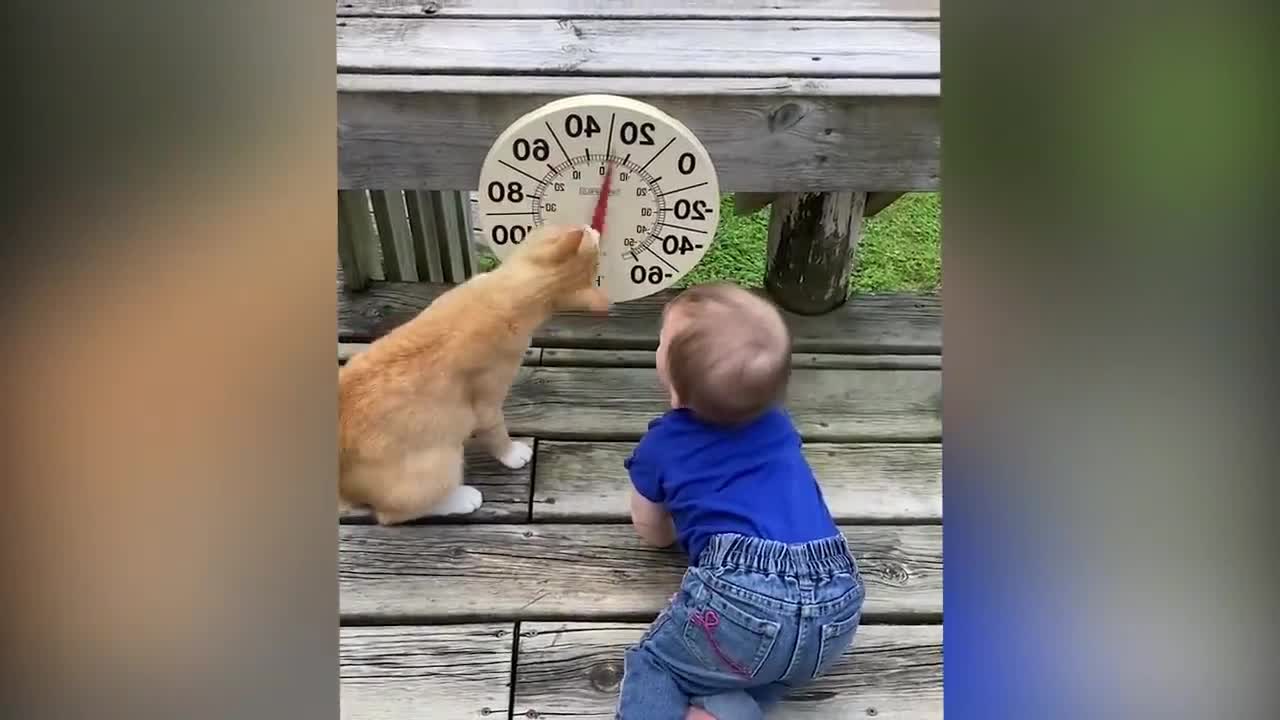 Kitten is playing with pointers