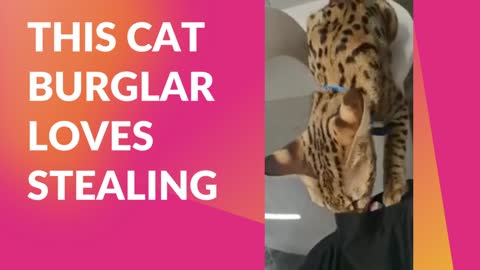 This Cat Burglar Loves Stealing