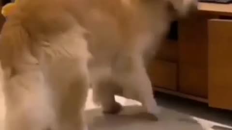 Funny dog