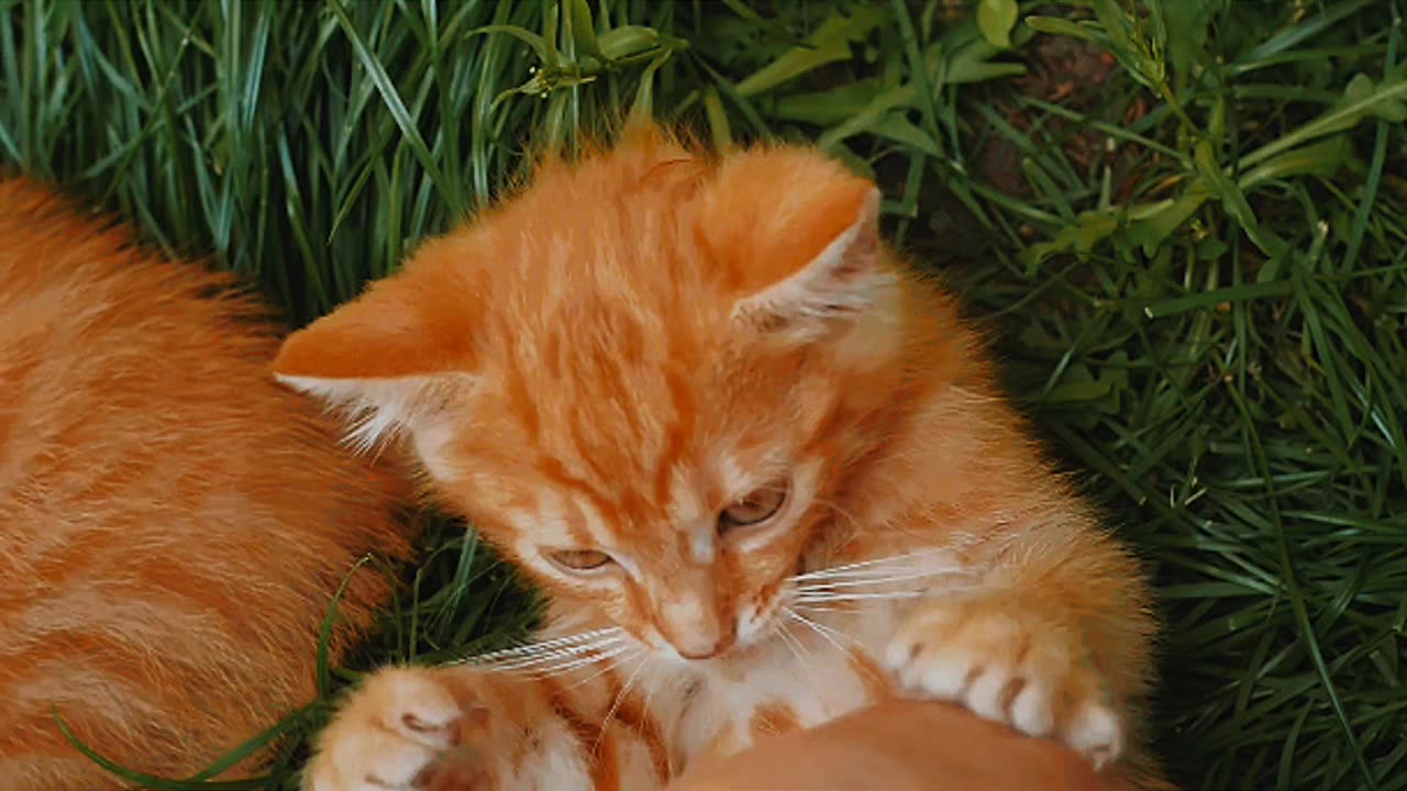 Cat playing with hands||cute moment 😺❤️