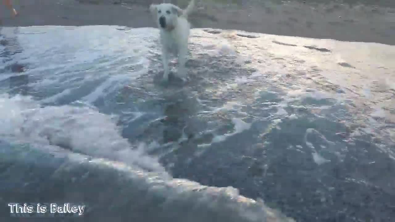 Bailey Golden Retriever Puppy Swim in Sea for First Time!