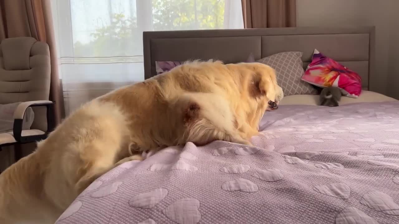 Golden Retriever Funny Reaction to Adorable Bunny