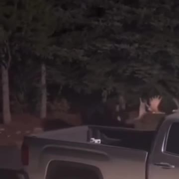 News Break: "MA call the cops Moose are fighting "