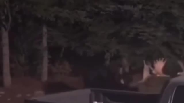 News Break: "MA call the cops Moose are fighting "