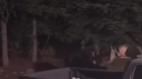 News Break: "MA call the cops Moose are fighting "