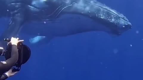 One of the craziest moments I have ever had in the ocean!