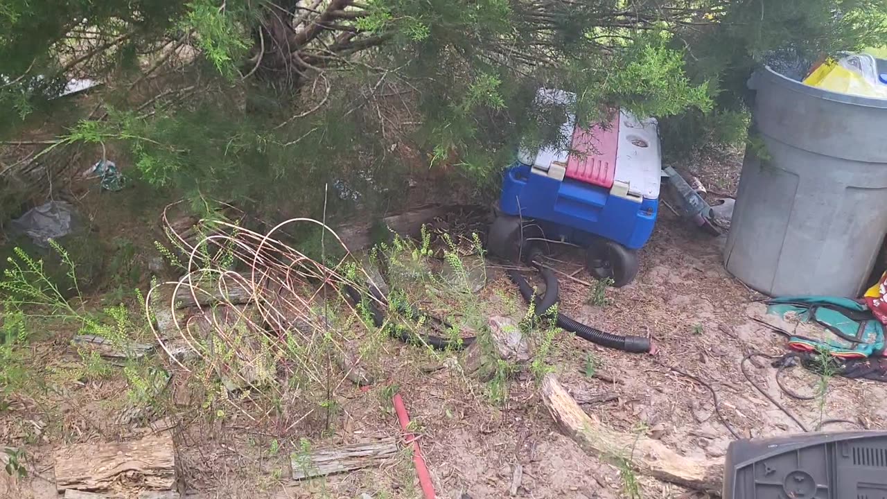 Rattlesnake trying to eat my cat