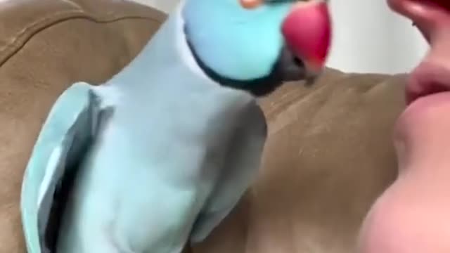 Talking Parrot Interacts Adorably With Owner