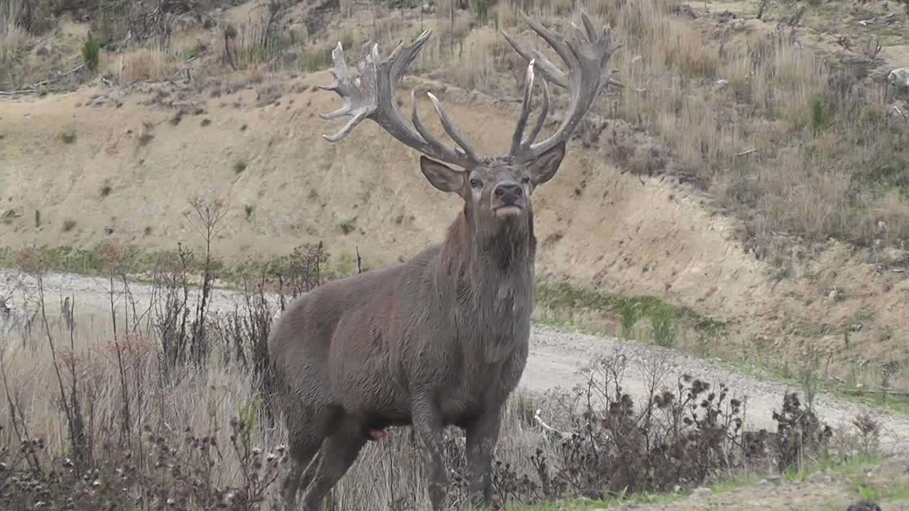 Red Stag roaring