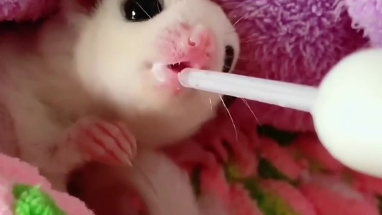 Sugar Glider ASMR Eating | Sugar Glider Eating Cheese Bugs, Worms, Insects ❤️