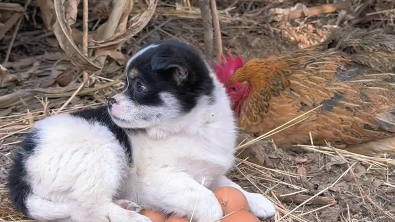 Funny Video