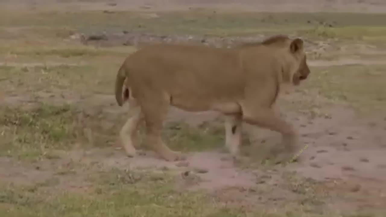 Brutal Battle! Tiger Was Destroyed Under The Fierce Attack To Rescue The Comrades Of The Gaurs Swarm