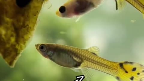 How do I Know the Gender of my Fish?