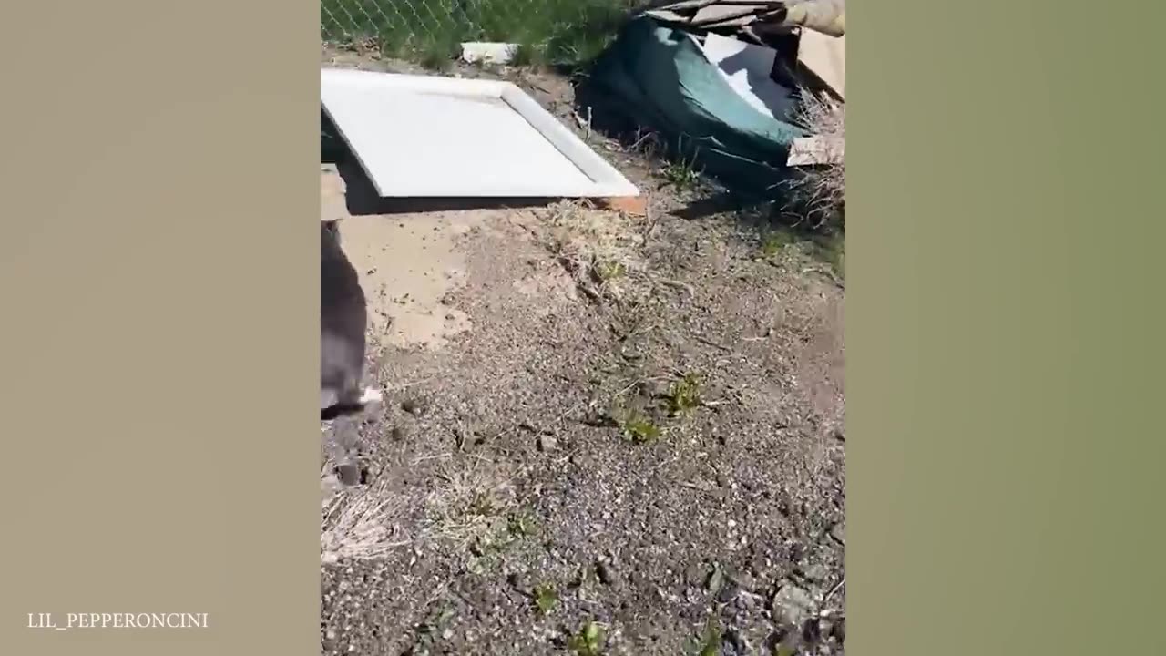 Funny Dogs And Cats Videos 2024 😅 Best Funniest Animal Videos of June
