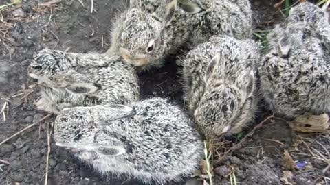 Cubs of rabbits