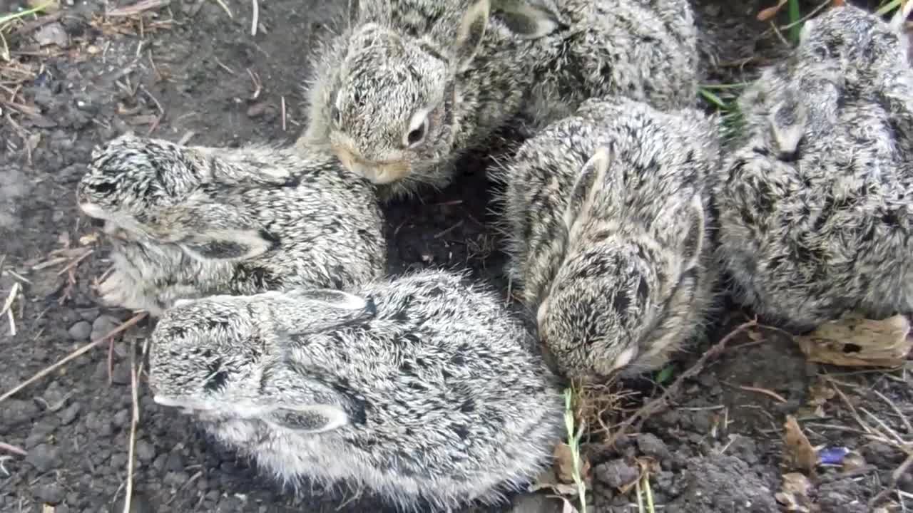 Cubs of rabbits
