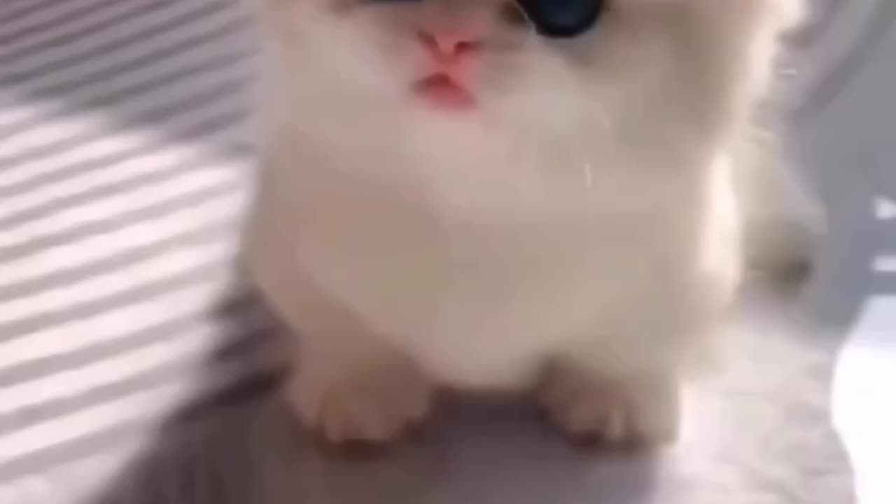 Cute Cat Baby 😍