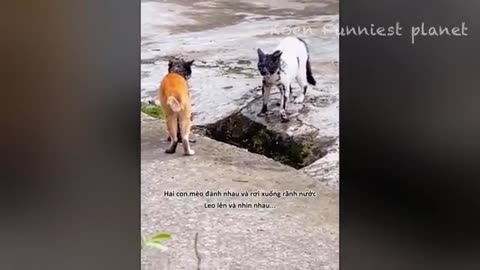 Funny Animal videos