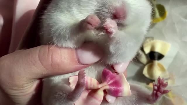 Cutest baby animals Videos Compilation Cute moment of the Animals - Cutest Animals