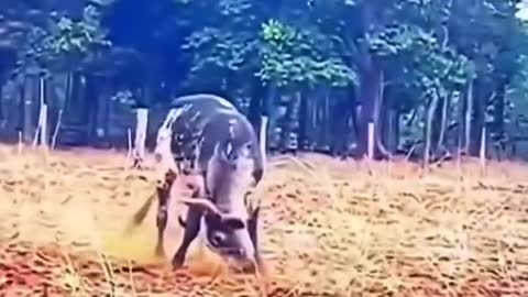 🥺 #omg #cow #wildanimals #animals