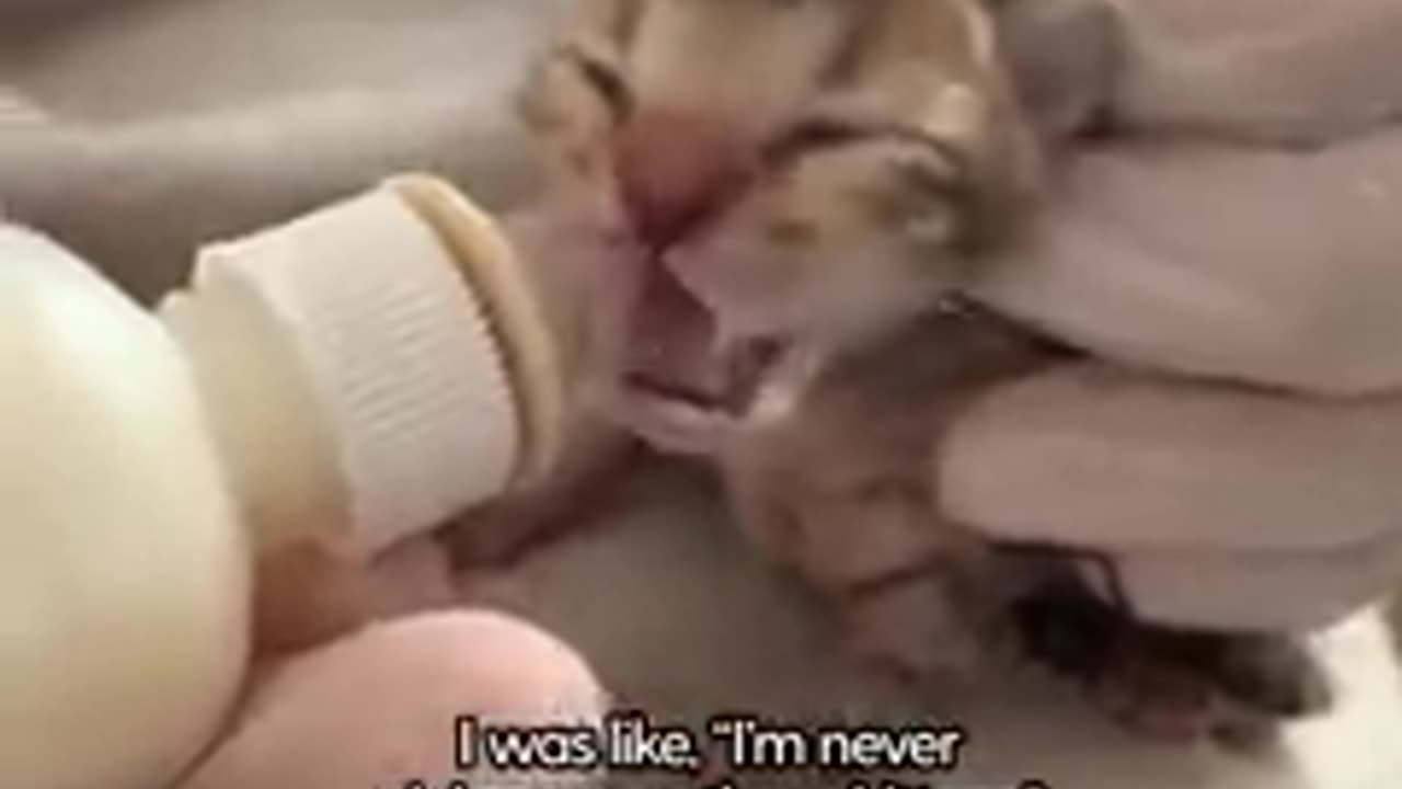 A KITTEN RESCUE STORY