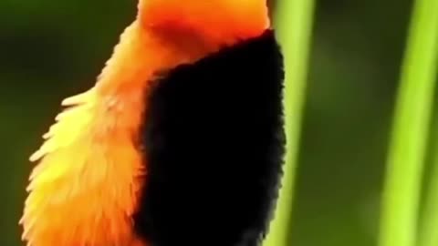 Beautiful Bird